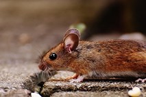 Letos 218 potrjenih primerov mišje mrzlice, največ na jugovzhodu