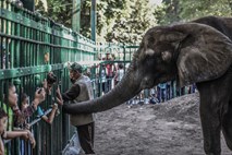 Korak bližje prepovedi izvažanja divjih slonov v živalske vrtove