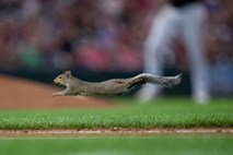 #video Veverica popestrila bejzbolsko tekmo