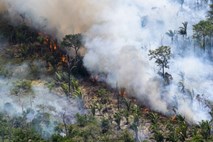 Obsežni požari goltajo amazonski pragozd