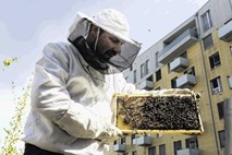 Čebelarjenje odslej tudi prek aplikacije navidezne resničnosti