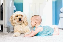 Kako pripraviti psa na prihod dojenčka, 1. del