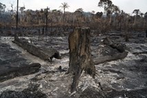 Amazonski pragozd pričeli gasiti z letali