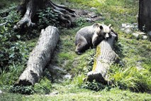 Na Pokljuki in Mežakli povečana možnost srečanja z medvedom