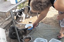 Kdo hrani ljubljanske potepuške mačke