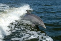 #video Na Japonskem se je začel sporen polletni lov na delfine