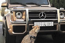 Gepard, hišni ljubljenček za bogate
