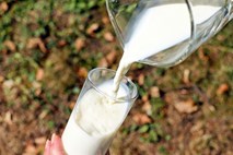 Mleko so ljudje uživali že v neolitiku