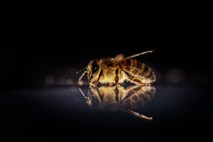 Jezne čebele v Indiji botrovale zamudi letala