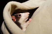 #video Drugačen poskus na živalih: Podgane obožujejo igro skrivalnic
