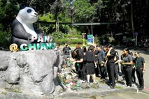 Ogorčenje zaradi smrti orjaške pande na »diplomatski misiji« na Tajskem