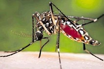 Za skrivnostne bolezni ameriških in kanadskih diplomatov na Kubi naj bi bili krivi pesticidi proti  komarjem