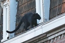 Iz živalskega vrta ukradli črnega panterja, ki so ga pred tem rešili s strehe