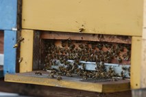 Slabo leto za evropske čebelarje