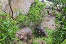 Na Tajskem tragično poginilo šest slonov, ki so skušali pomagati drug drugemu