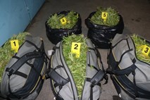Gorenjski policisti pri kontroli odkrili 66 kilogramov konoplje