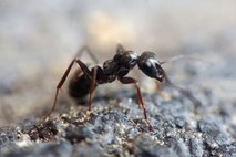 Najhitrejša mravlja preteče 85 centimetrov na sekundo