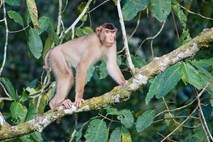 Svinjski makaki obožujejo meso podgan