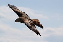 Stepski orli pri selitvi ruskim znanstvenikom povzročili ogromne stroške