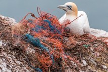 Greenpeace: Zavržena ribiška oprema je največji plastični onesnaževalec morja