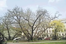 Ljubljanska mestna drevesa bodo dobila svojega predstavnika