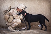 V Avstriji vojaška psa domnevno ubila vojaka