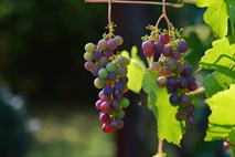 Ministrstvo poziva vinogradnike k prijavi grozdja in vina