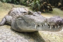 Avstralec preživel napad krokodila, ker mu je porinil prst v oko