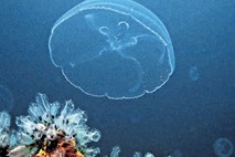 Nas bodo meduze rešile mikroplastike?
