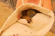 #video Pred požarom rešila koalo