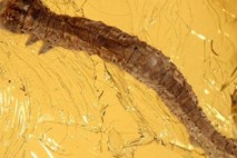 Odkrili 44 milijonov let star fosil metuljeve gosenice