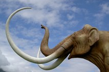 V Mehiki našli rekordno število okostij mamutov