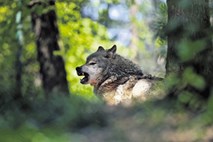 Koliko volkov živi v Sloveniji?