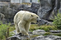 Severni medvedi zaradi podnebnih sprememb oblegajo rusko vas