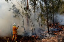 V požarih v Avstraliji verjetno poginilo več kot 2000 koal
