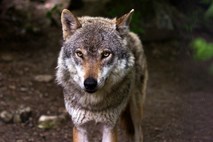 V štirih gorenjskih občinah dovoljen odstrel petih volkov