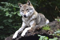 Raziskovalci do novih spoznanj o evoluciji volkov in izvoru psov