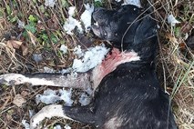 V Trbovljah našli truplo psa s prerezanim vratom
