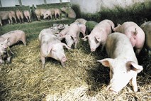 Občutne podražitve svinjskega mesa v decembru