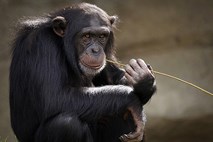 Šimpanzi se ob glasbi ritmično pozibavajo
