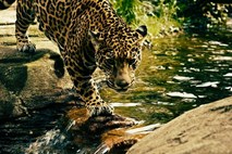 V Nepalu divji leopard ubil osemletnika