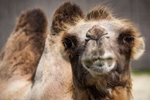 V Avstraliji bodo pobili več tisoč kamel, ki zaradi suše vdirajo v vasi