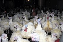 Zaradi ptičje gripe mora na uničenje 6,6 tone puranjega mesa, ki izvira iz Madžarske