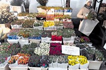 Cene na tržnici: Koleraba in tulipani