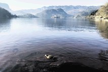 Rdečo »smetano« z Blejskega jezera odstranjujejo tudi ročno