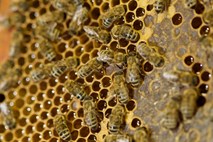 Stroka poziva k izboljšanju usposobljenosti čebelarjev