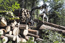 Anarhija v državnih gozdovih: podnevi poceni sekajo za državo, ponoči ji kradejo les