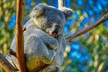 V Avstraliji po sečnji evkaliptusov našli na stotine mrtvih koal