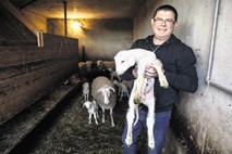Mojmir Dimec, ovčarska kmetija Urban: V Ljubljani je malo zanimanja za ovčji sir