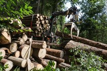 Lani v slovenskih gozdovih posekali za 5,3 milijona kubičnih metrov dreves